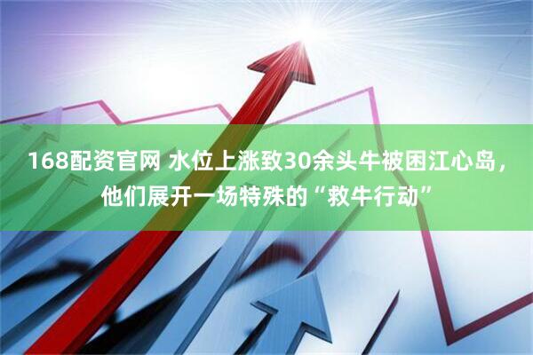 168配资官网 水位上涨致30余头牛被困江心岛，他们展开一场特殊的“救牛行动”